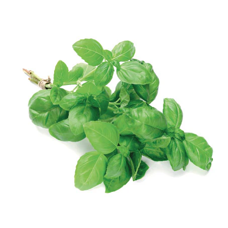 basilic-botte_460x@2x